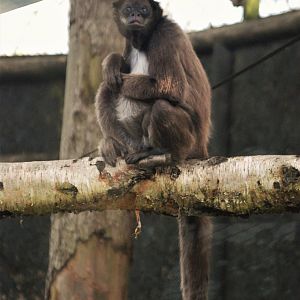 Variegated Spider Monkey at Twycross, November 1st 2020