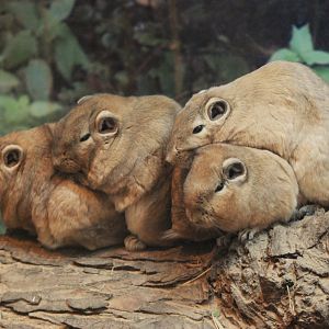 Common Gundis at Twycross, November 1st 2020