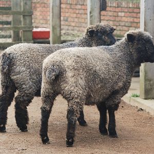 Leicester Longwool Sheep at Twycross, November 1st 2020