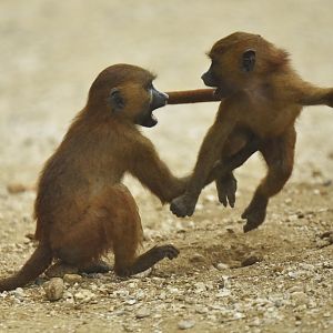 Guinea baboon (Papio papio)