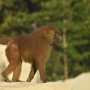 Guinea baboon (Papio papio)