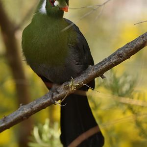 White-cheeked turaco (Tauraco leucotis)