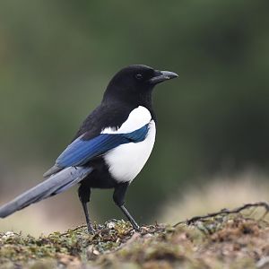 Common magpie (Pica pica)