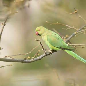 Rose-ringed parakeet (Psittacula krameri)