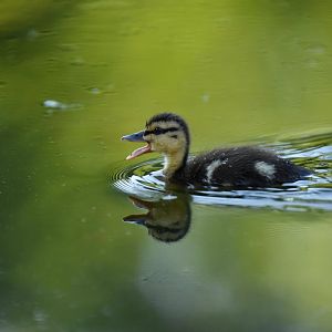 Mallard (Anas platyrhynchos)