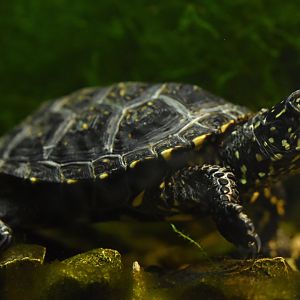 European pond turtle (Emys orbicularis)