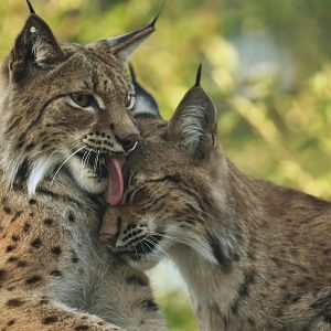 Carpathian lynx (Lynx lynx)