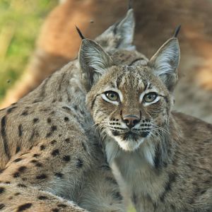 Carpathian lynx (Lynx lynx)