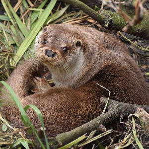 European otter (Lutra lutra)