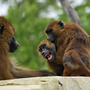 Guinea baboon (Papio papio)