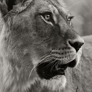 "Barbary" lion (Panthera leo)