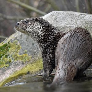 European otter (Lutra lutra)