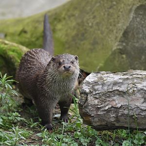 European otter (Lutra lutra)