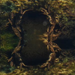 Marsh frog (Pelophylax ridibundus)