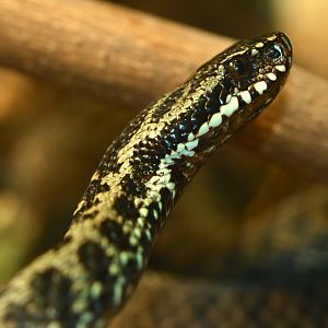 Common European viper (Vipera berus)