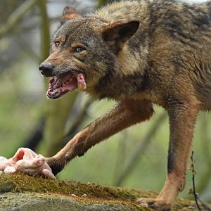 Iberian wolf (Canis lupus signatus)