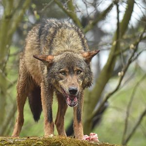 Iberian wolf (Canis lupus signatus)