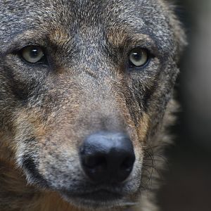 Iberian wolf (Canis lupus signatus)