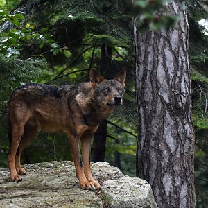 Iberian wolf (Canis lupus signatus)