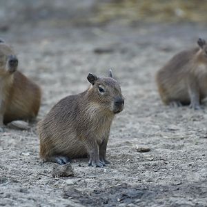Capybara (Hydrochaeris hydrochaerus)
