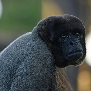 Wooly monkey (Lagothrix sp.)