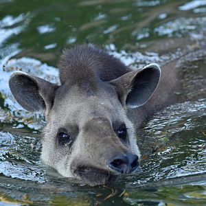 Lowland tapir (Tapirus terrestris)