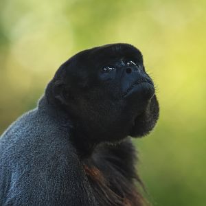 Wooly monkey (Lagothrix sp.)