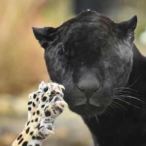 Jaguar (Panthera onca)
