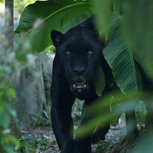 Jaguar (Panthera onca)