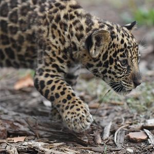 Jaguar (Panthera onca)