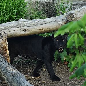 Jaguar (Panthera onca)