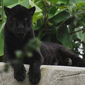 Jaguar (Panthera onca)