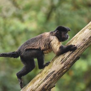 Guianan brown capuchin (Sapajus apella apella)