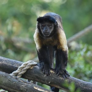 Guianan brown capuchin (Sapajus apella apella)