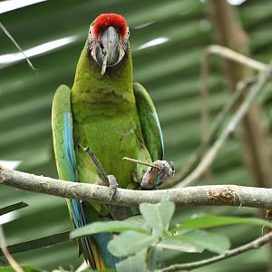 Military macaw (Ara militaris)