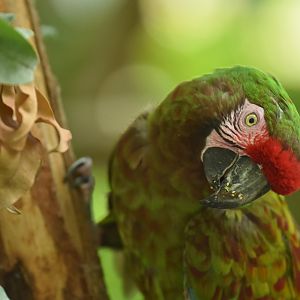 Military macaw (Ara militaris)