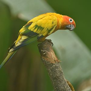Sun conure (Aratinga solstitialis)