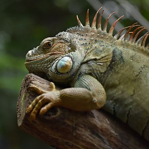 Green iguana (Iguana iguana)
