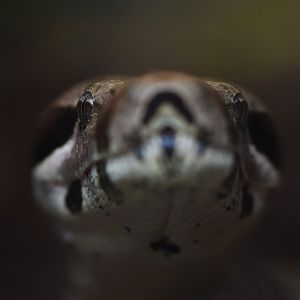 Boa constrictor (Boa constrictor)