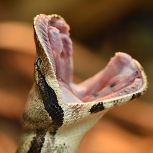 Boa constrictor (Boa constrictor)