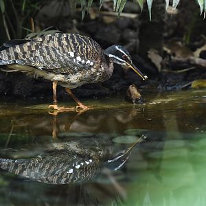 Sunbittern (Eurypyga helias)