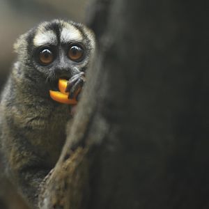 Grey-handed Night Monkey (Aotus lemurinus griseimembra)