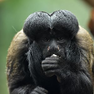 Black Saki (Chiropotes chiropotes)
