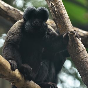 Black Saki (Chiropotes chiropotes)