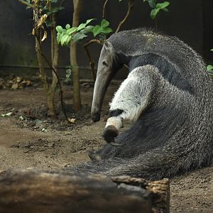 Giant anteater (Myrmecophaga tridactyla)