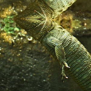Caiman lizard (Dracaena guianensis)
