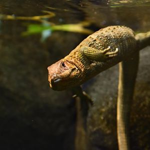 Caiman lizard (Dracaena guianensis)