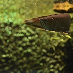 Black arowana (Osteoglossum ferreirai)