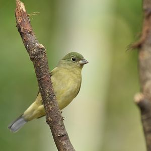 Lazuli bunting (Passerina amoena)