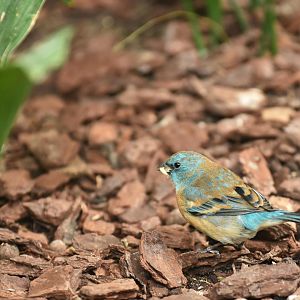 Lazuli bunting (Passerina amoena)